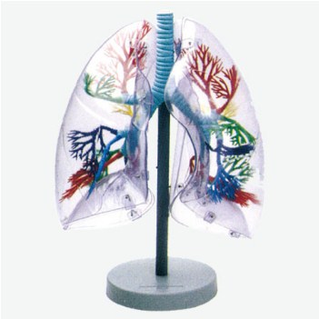 Anatomy Model of Transparent Bronchopulmonary Segment