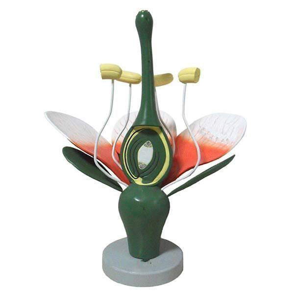 Medical Instrument Flower Typical Dicot Flower Model – Vision International Medical & Scientific ...