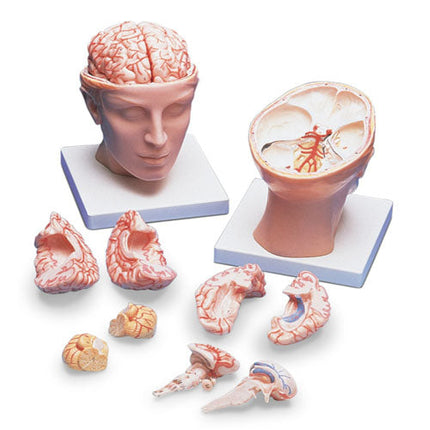 Head Anatomy Model with Brain