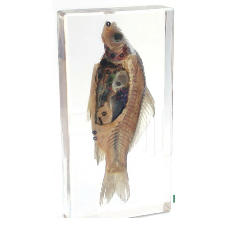 Specimen of Fish Dissection – Vision International Medical & Scientific ...