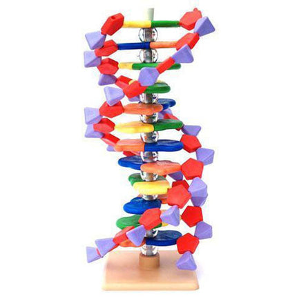 DNA Molecular Anatomy Model