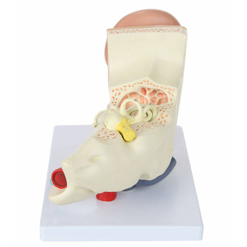 5x Human Ear Anatomy Model