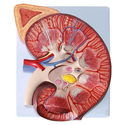 Kidney Anatomy Model | Enlarged 2 Times | PVC Material