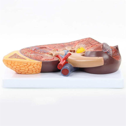 Kidney Anatomy Model | Enlarged 2 Times | PVC Material