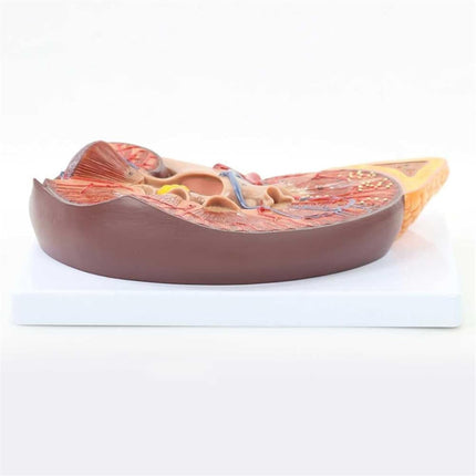 Kidney Anatomy Model | Enlarged 2 Times | PVC Material