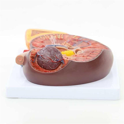 Kidney Anatomy Model | Enlarged 2 Times | PVC Material