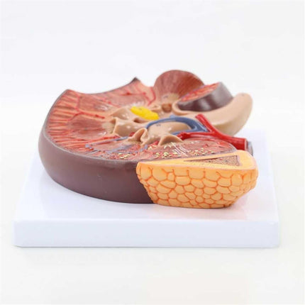 Kidney Anatomy Model | Enlarged 2 Times | PVC Material