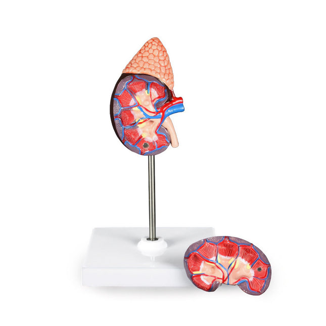 Kidney Model with Adrenal Gland | Life-Size | 2 Parts