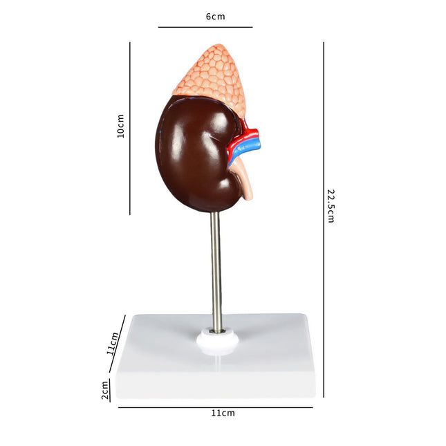 Kidney Model with Adrenal Gland | Life-Size | 2 Parts