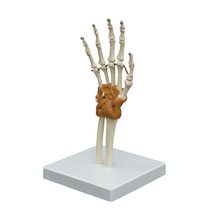 Hand & Wrist Joint Model