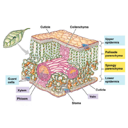 Leaf Cross Section Chart