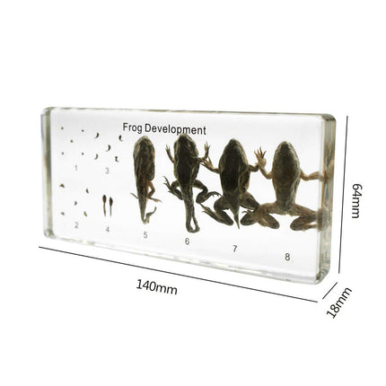 Lifecycle of a Frog Development Specimens Paperweight | Size: 140x64x18mm