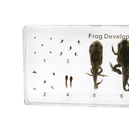 Lifecycle of a Frog Development Specimens Paperweight | Size: 140x64x18mm