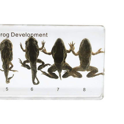 Lifecycle of a Frog Development Specimens Paperweight | Size: 140x64x18mm