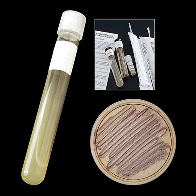 Live Bacillus subtilis Culture | Soil Isolate