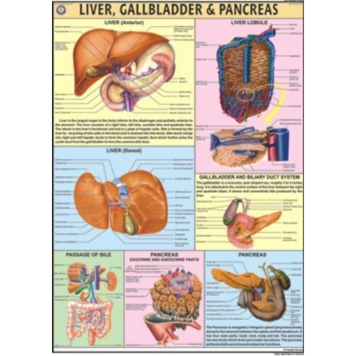 Liver, Gall bladder & Pancreas Chart