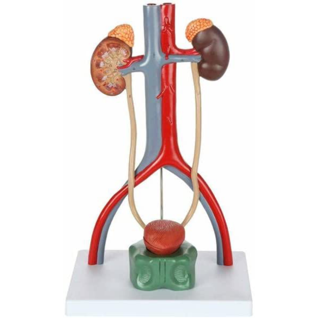 Male Urinary System Demonstrating 19 Numbered parts for Anatomy