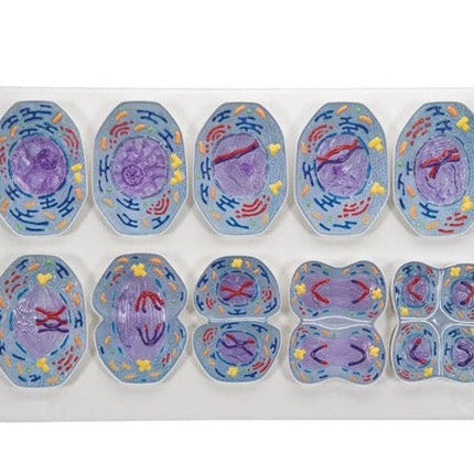 Model of Animal  Mitosis and Meiosis Set