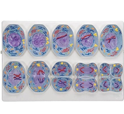 Model of Animal  Mitosis and Meiosis Set