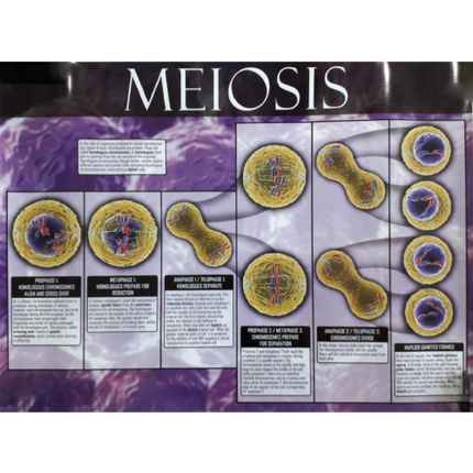 Meiosis Chart