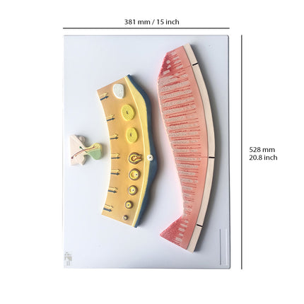 Visualize and Understand the Female Menstrual Cycle 3D Model Human Anatomy Model