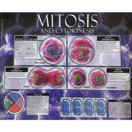 Mitosis and Cytokinesis