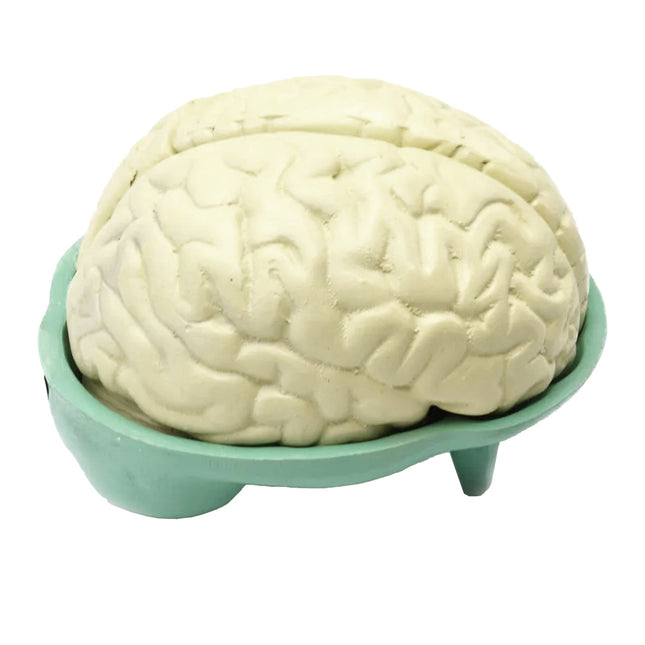 Human Brain Model | Natural Size