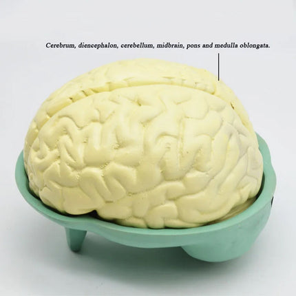 Human Brain Model | Natural Size