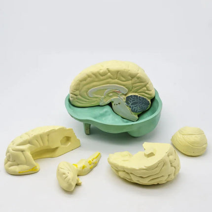 Human Brain Model | Natural Size