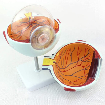 Model of Human Eye Ball