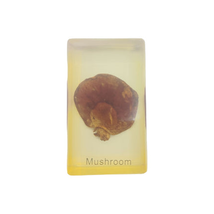 Mushroom Specimen