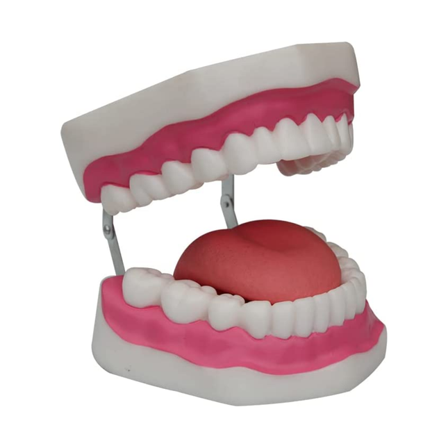 3.5x Life Size Oral Hygiene Model Anatomy Model