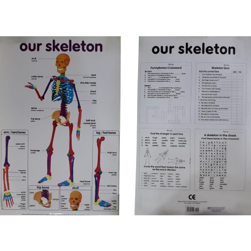 Our Skeleton Chart - Front & Back – Vision International Medical ...