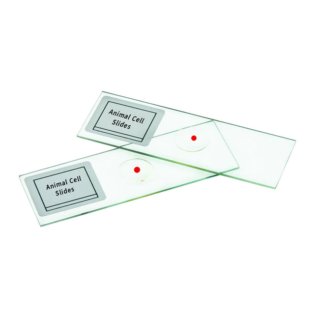 Animal Cell Microscope Slide