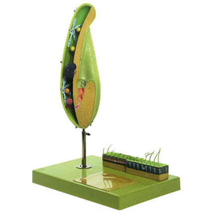 Paramecium Model