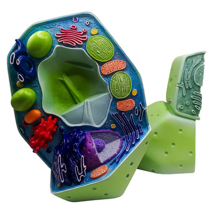 Plant Cell Model | Magnified 500,000-1,000,000 Times