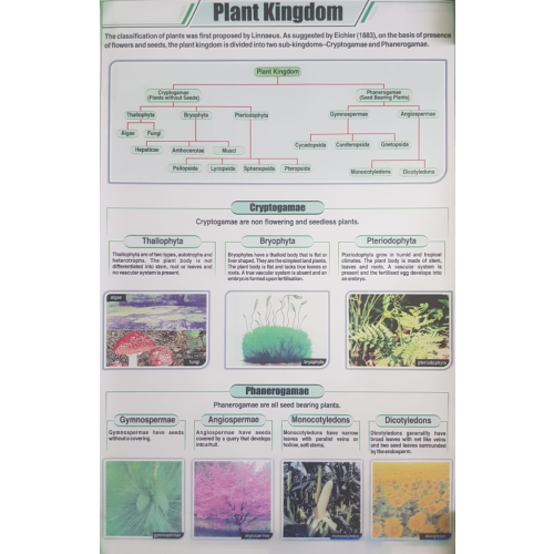 Plant Kingdom Chart