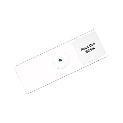 Plant Cell Microscope Slide