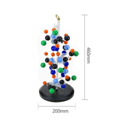 Protein RNA Protein Synthesis Structure Display Model