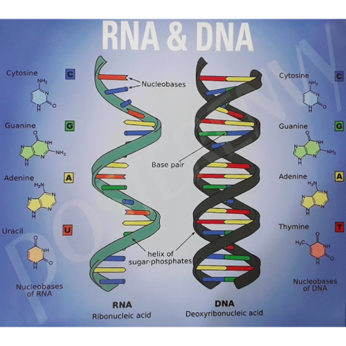 RNA and DNA Chart – Vision International Medical & Scientific Supplies