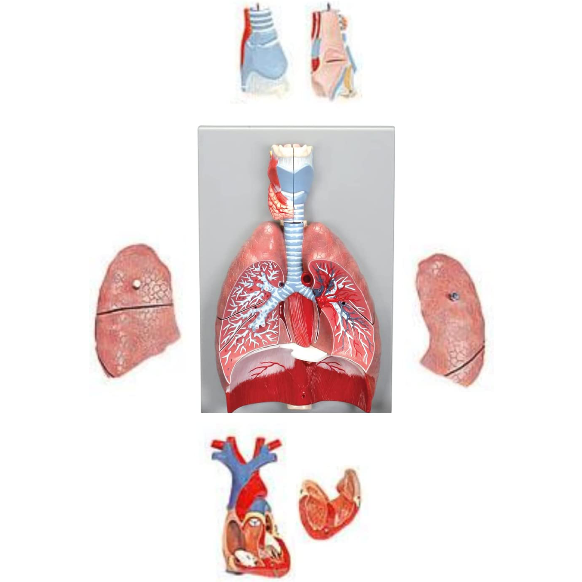 Human Inhalation Model Human Respiratory System Model – Vision International Medical ...