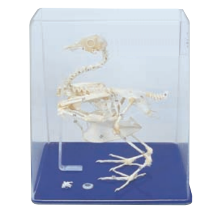 Pigeon Skeleton