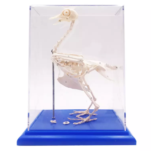 Pigeon Skeleton