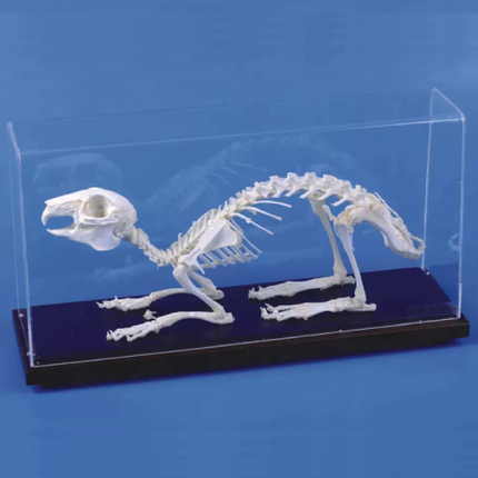 Specimen of Rabbit Skeleton