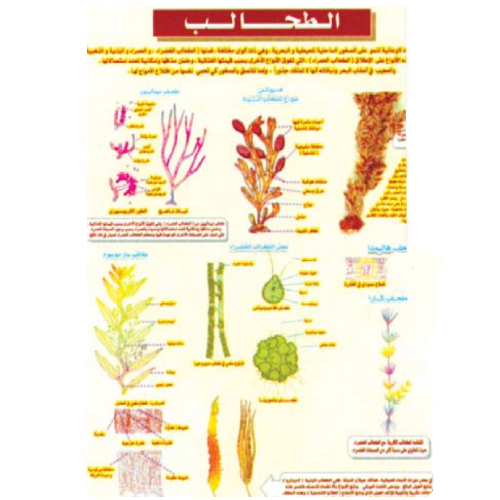 Seaweed Chart