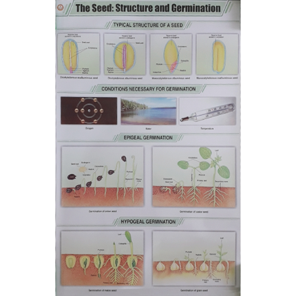 Seed Structure and Germination Chart