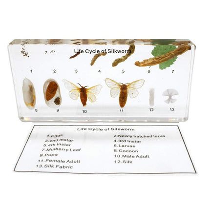 Silkworm Life Cycle Specimen Set