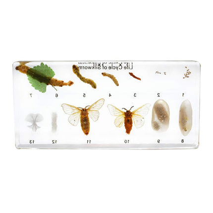 Silkworm Life Cycle Specimen Set