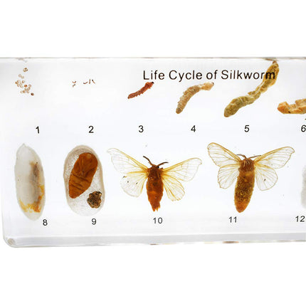 Silkworm Life Cycle Specimen Set