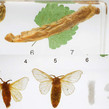 Silkworm Life Cycle Specimen Set